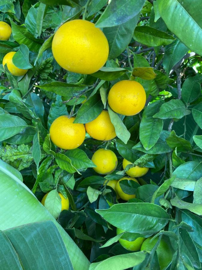 Taburiente Tijarafe